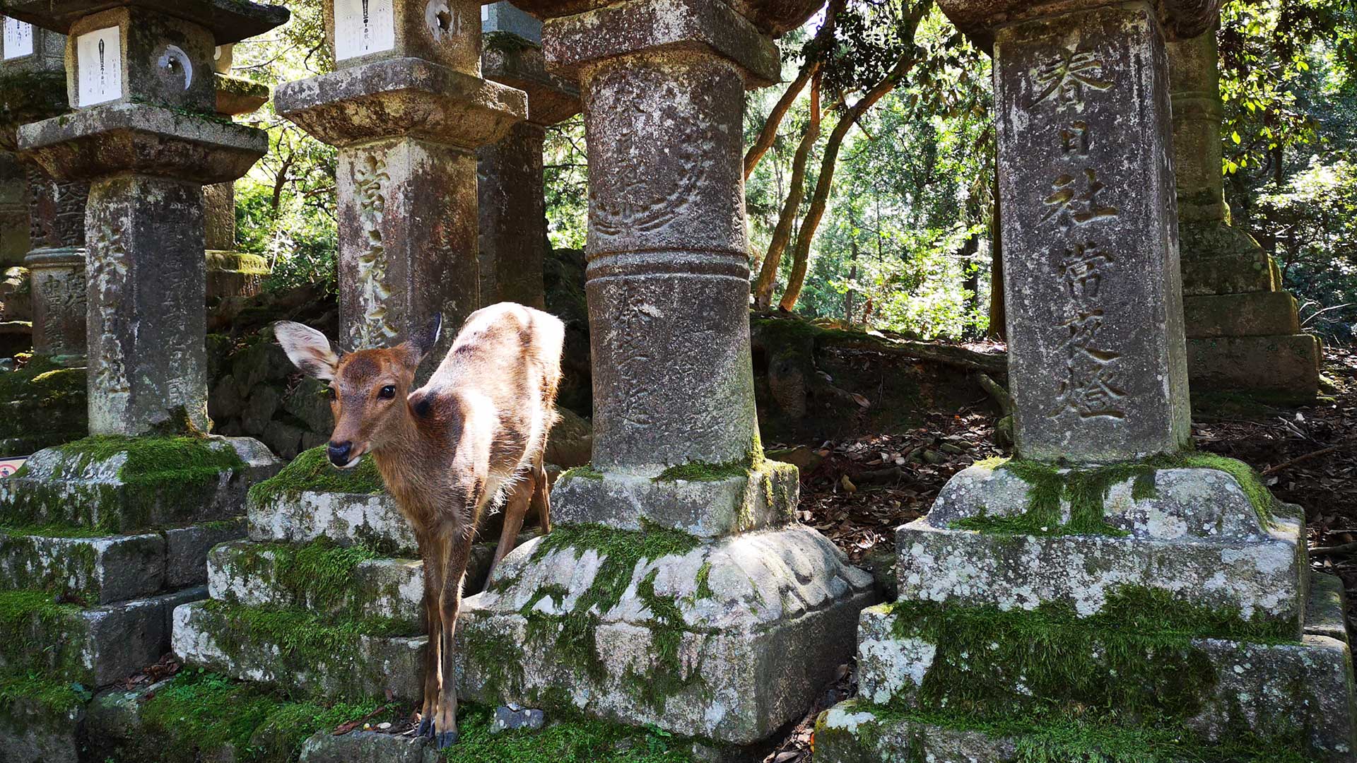 Türk Hava Yolları ile Grand Japonya 6 Gece 8 Gün | Ekstra Turlar Dahil |