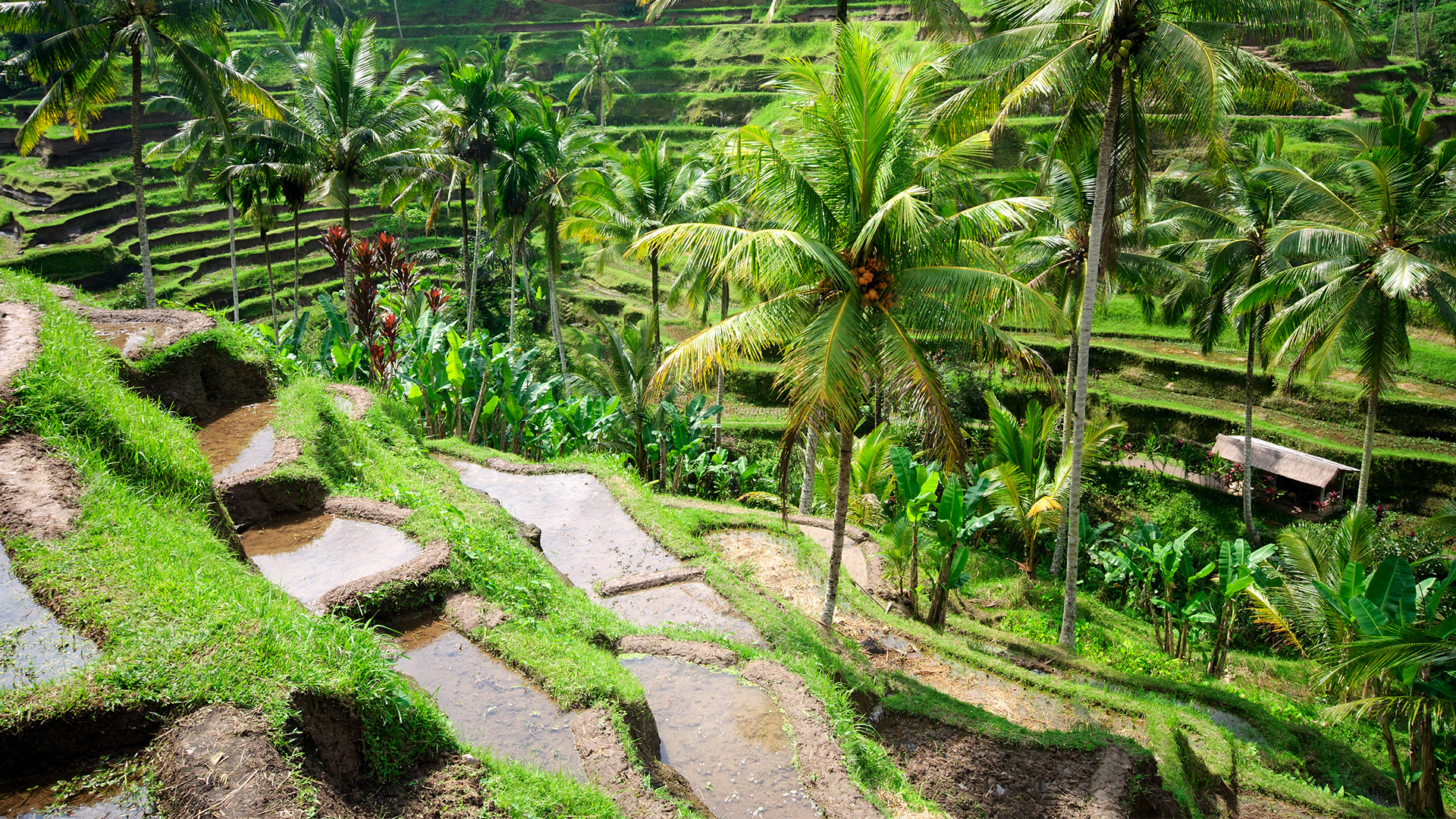 Emirates Hava Yolları ile Bali 5 Gece | Ekstra Turlar Dahil, Kurban Bayramı |